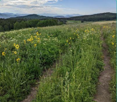 Green field and yellow flowers along trail with mountains in the background