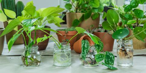 Assorted house plants on a tabletop