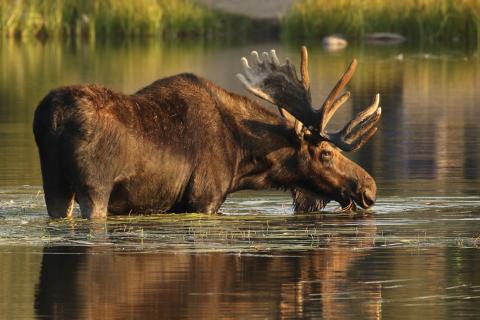 A large bull moose with antlers standing in a pond (NPS Photo)