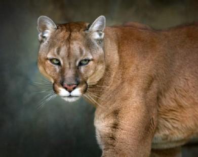 Closeup image of a mountain lion.